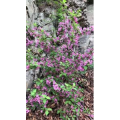 花521