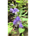 花522