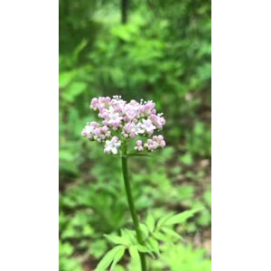 花523