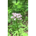花523
