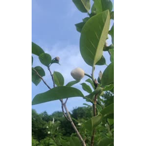 花524