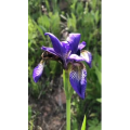花529