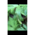 花535