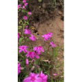 花538