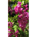 花539