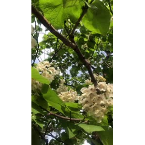 花545
