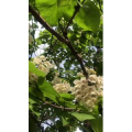 花545