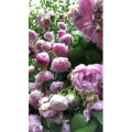 花551