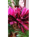 花563