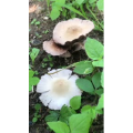 花573