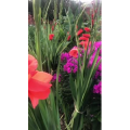 花578
