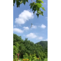 花579