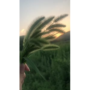花582