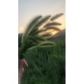 花582