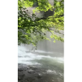 花589
