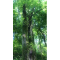 花590