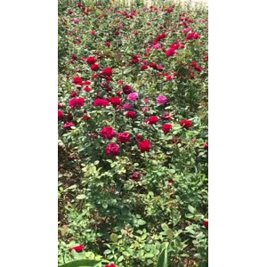 花591