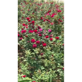 花591