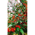 花594
