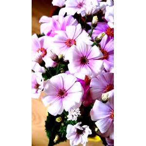 花595