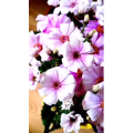 花595