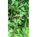 花596