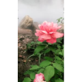 花598