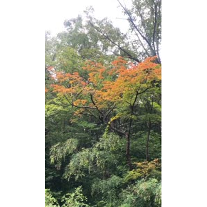花603