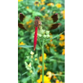 花607