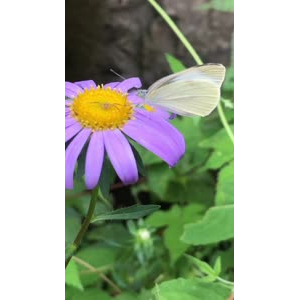 花611