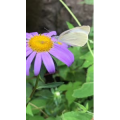 花611