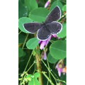 花618