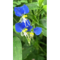 花626