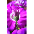 花628