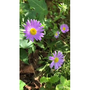花634