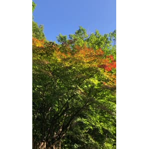 花642