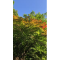 花642