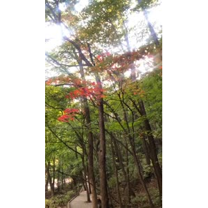 花646