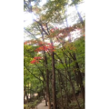 花646