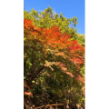 花651