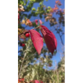 花653