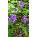 花665