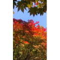 花666