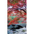 花670