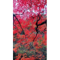 花675