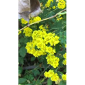 花676