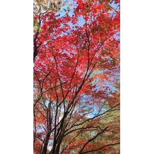 花677