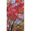 花677