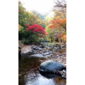 花678