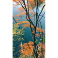 花679